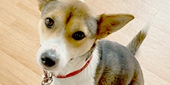 犬
